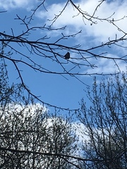 Cardinalis cardinalis