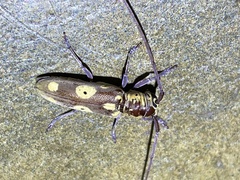 Prosopocera saperdoides