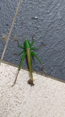 Pseudorhynchus gigas