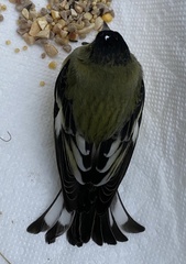 Spinus psaltria