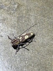 Prosopocera saperdoides