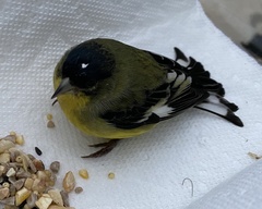 Spinus psaltria