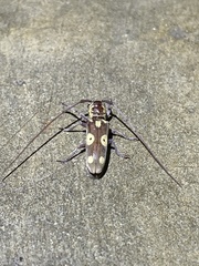 Prosopocera saperdoides