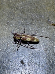 Prosopocera saperdoides