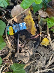 Lumbricus terrestris