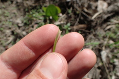 Isoetes melanopoda