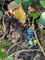 Lumbricus terrestris