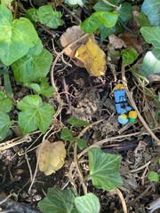 Lumbricus terrestris