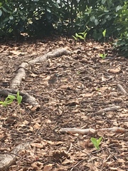 Zonotrichia albicollis