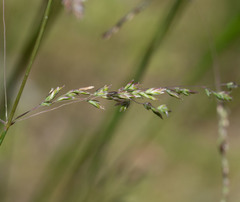 Poa ensiformis