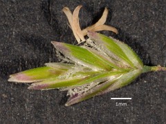 Poa ensiformis