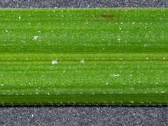 Poa ensiformis