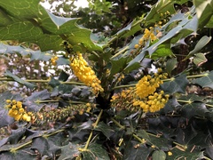 Berberis napaulensis
