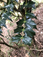 Berberis napaulensis