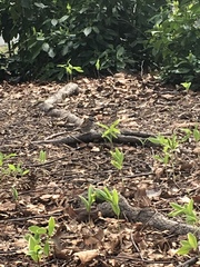 Zonotrichia albicollis