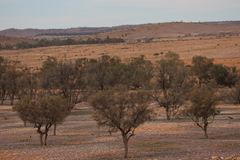 Casuarina cristata