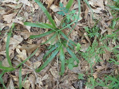Paspalum langei