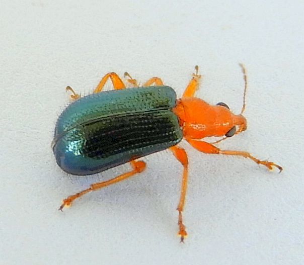 Eugnamptus nigriventris