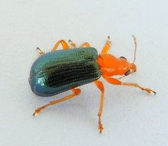 Eugnamptus nigriventris