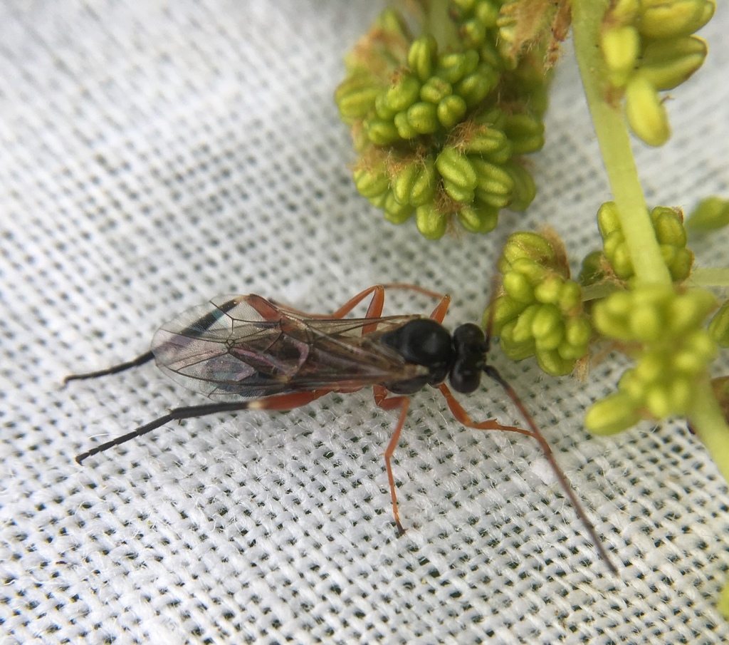 Enizemum
