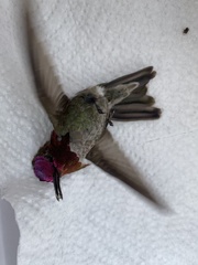Calypte anna