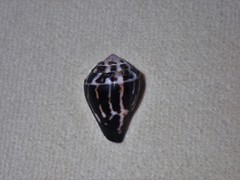Conus chaldaeus