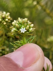 Thesium scabrum