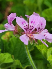 Pelargonium vitifolium