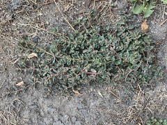 Euphorbia maculata