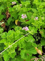 Pelargonium vitifolium