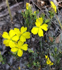 Hibbertia devitata