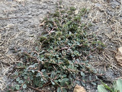 Euphorbia maculata