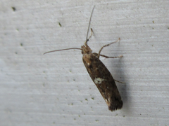 Acrolepiopsis sapporensis