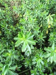 Peperomia inaequalifolia