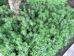 Peperomia inaequalifolia