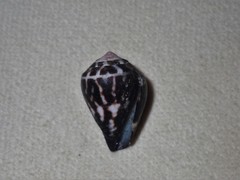 Conus chaldaeus