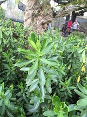 Peperomia inaequalifolia