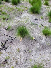 Geochloa rufa