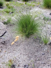 Geochloa rufa