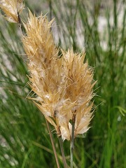 Geochloa rufa