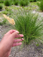 Geochloa rufa