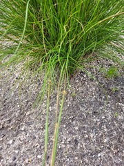 Geochloa rufa