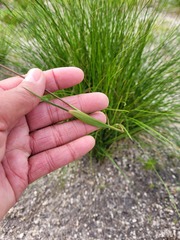 Geochloa rufa