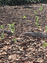 Zonotrichia albicollis