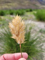 Geochloa rufa