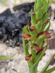 Geochloa rufa