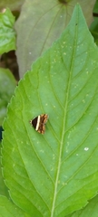 Choreutis xanthogramma