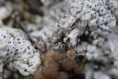 Bilimbia sabuletorum