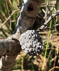 Allocasuarina mackliniana