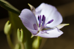 Calochortus nudus